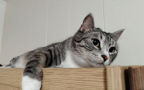 富盈网 猫是家庭医生：我们的宠物如何治疗我们？我通过我的猫来讲述。